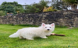 West Highland Terrier dogs for sale: 🤍🐾 Adorable Westie Pups Looking for Homes!🐶🌼 - Image 4