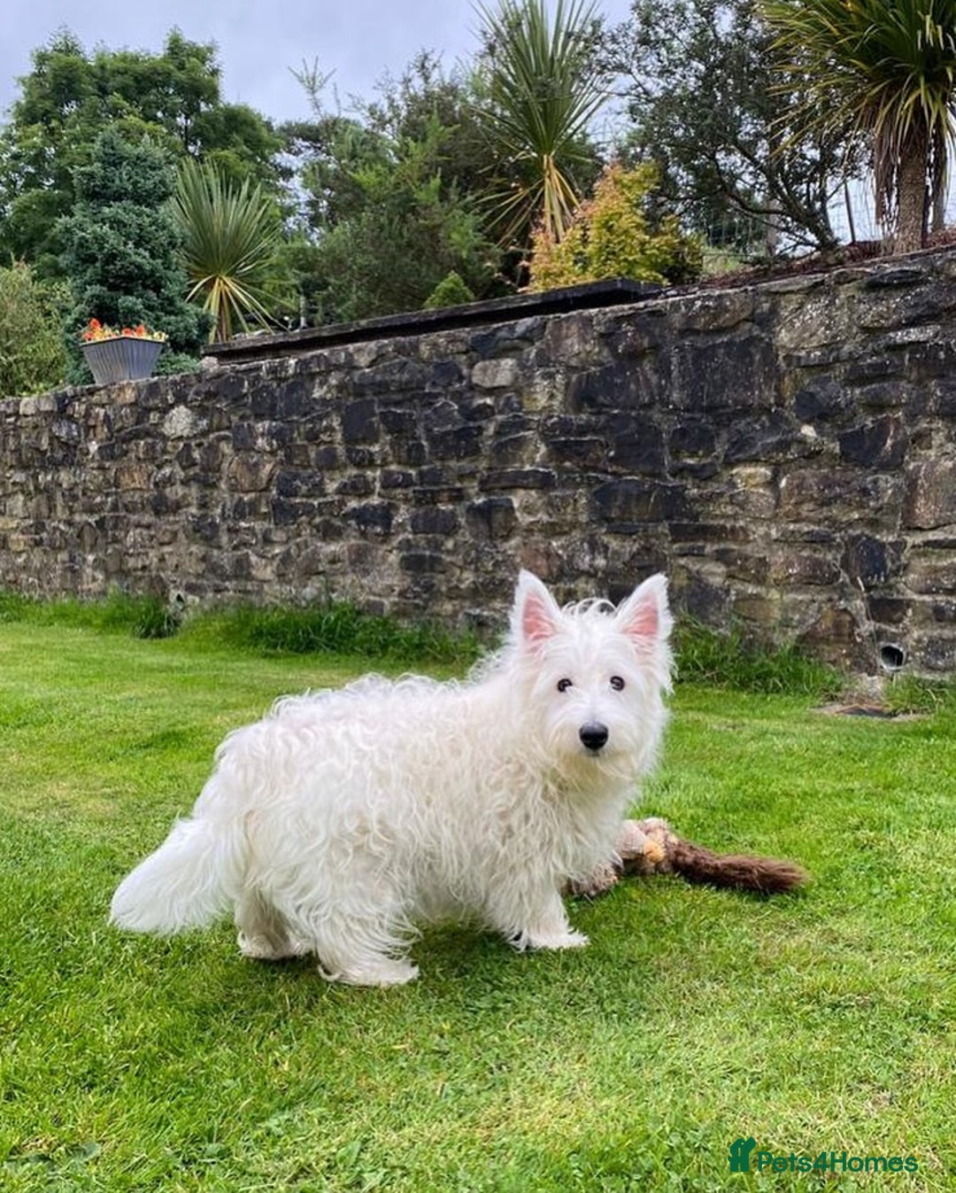 West Highland Terrier dogs for sale: 🤍🐾 Adorable Westie Pups Looking for Homes!🐶🌼 - Image 4