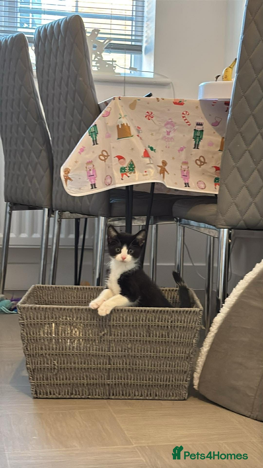 Mixed Breed cats for sale: Kittens £80 for both  - Advert 1