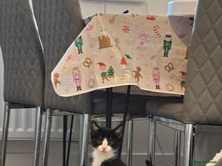 Mixed Breed cats Kittens £100 for both - Advert 1