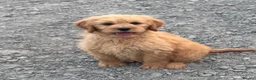 Mini Goldendoodle dogs for sale: Health-Tested Family Happy Sociable Goldendoodles - Advert 36