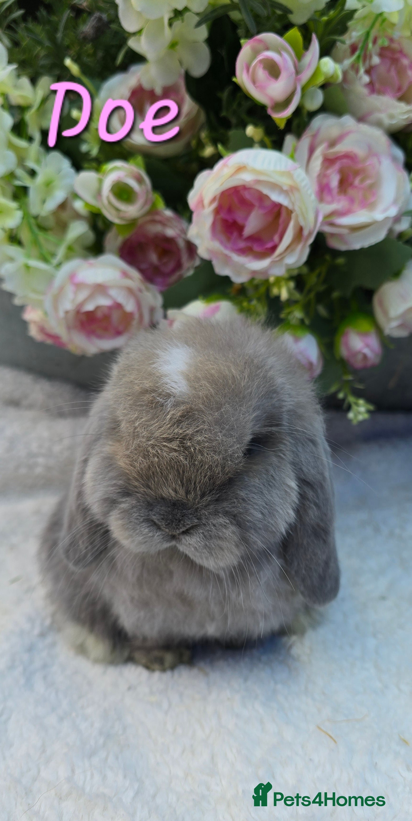 Mini Lop rabbits Beautiful mini lops girls and boys - Advert 14