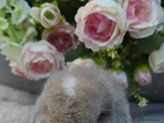 Mini Lop rabbits Beautiful mini lops girls and boys - Advert 14