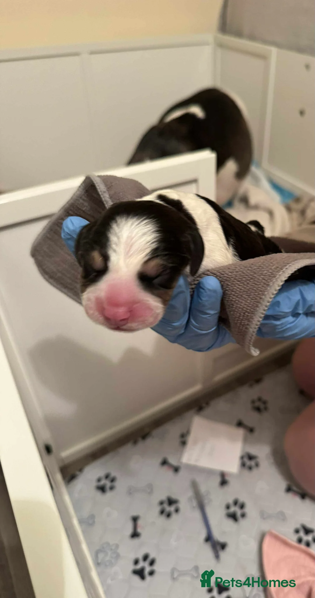 Beagle dogs for sale: 11 Beagle puppies - Advert 3