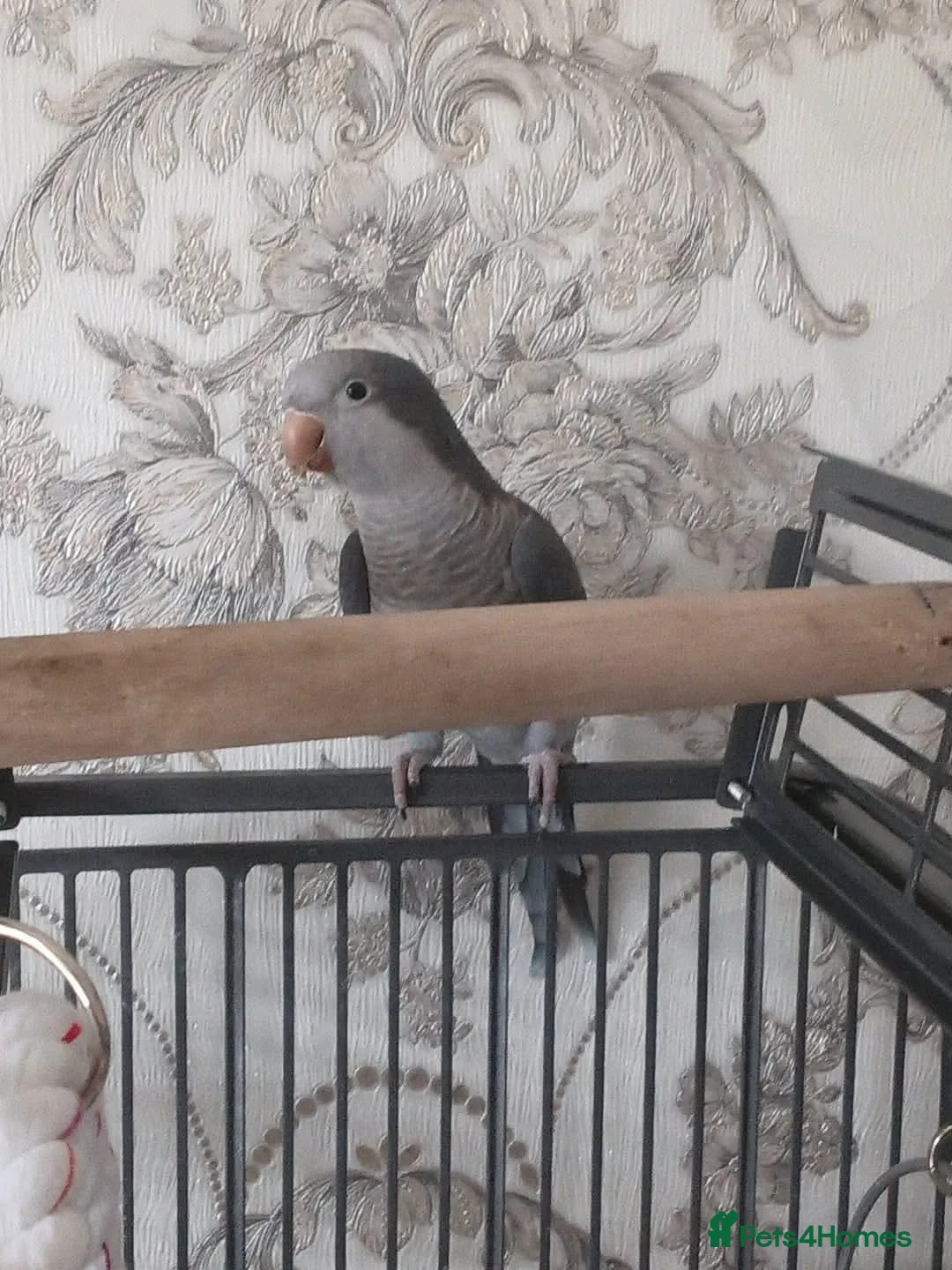 Parakeets birds for sale: Grey/blue quaker parrot - Advert 2