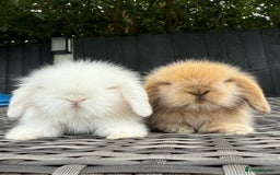 Mini Lion Lop rabbits for sale: Mini Lion Lop **Waiting List Now Open** - Image 7