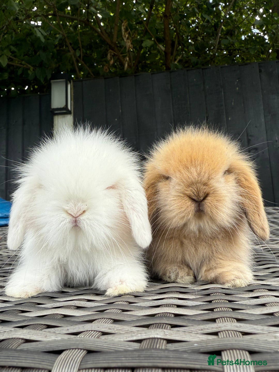 Mini Lion Lop rabbits for sale: Mini Lion Lop **Waiting List Now Open** - Image 7