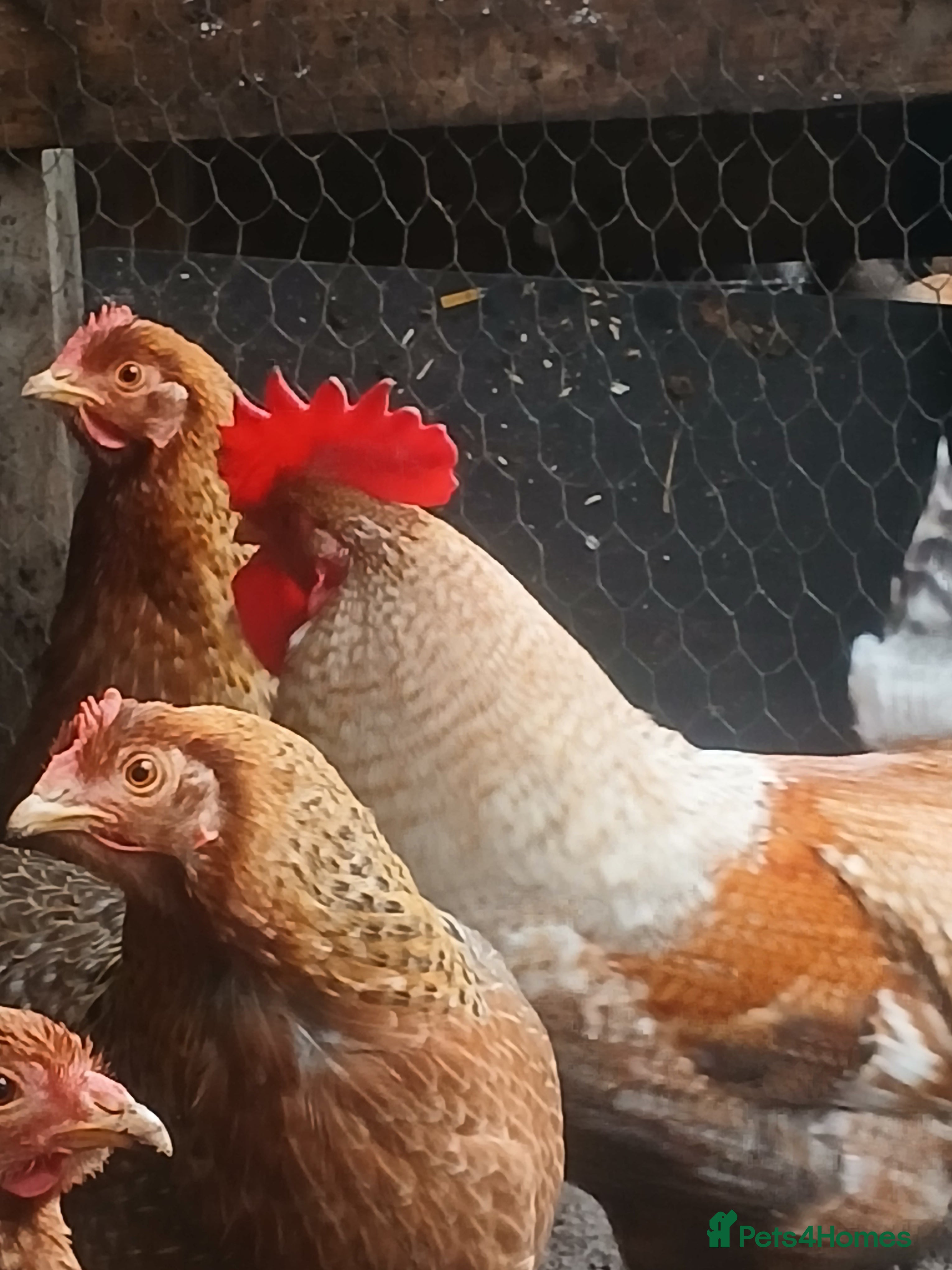 Chickens poultry GOLD WELBAR BANTAM BREEDING GROUP in Wolverhampton - Advert 1