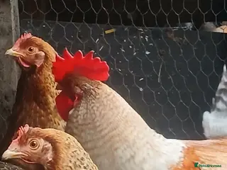 Chickens poultry GOLD WELBAR BANTAM BREEDING GROUP in Wolverhampton - Advert 1