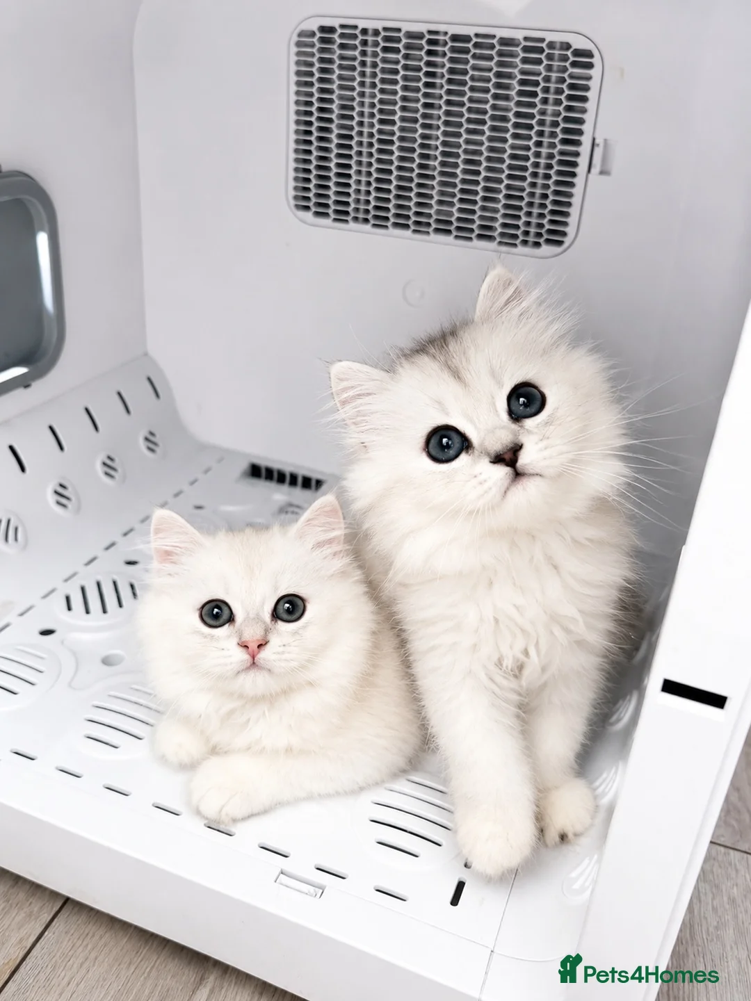 British Longhair cats for sale:  Longhair Silver Point & Golden Point Kittens - Advert 1