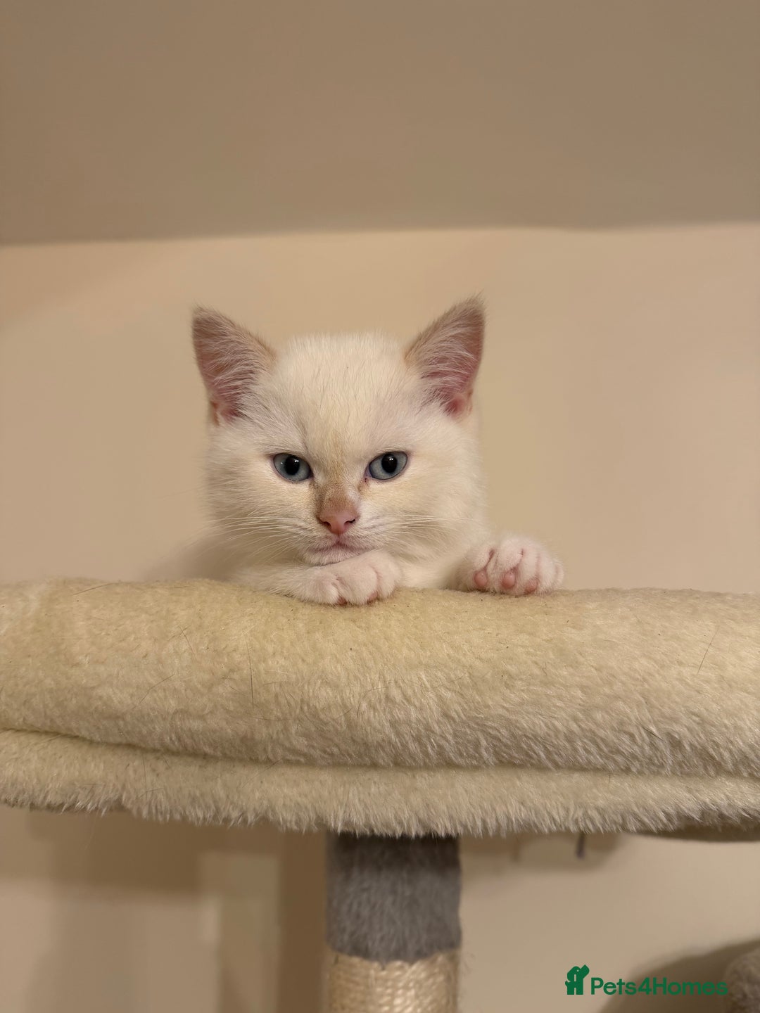 British Shorthair cats for sale: Female pure bred British short hair - Advert 8