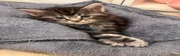 Maine Coon cats for sale: **PURE Maine Coon Kittens** 1 Boy / 3 Girls - Advert 5