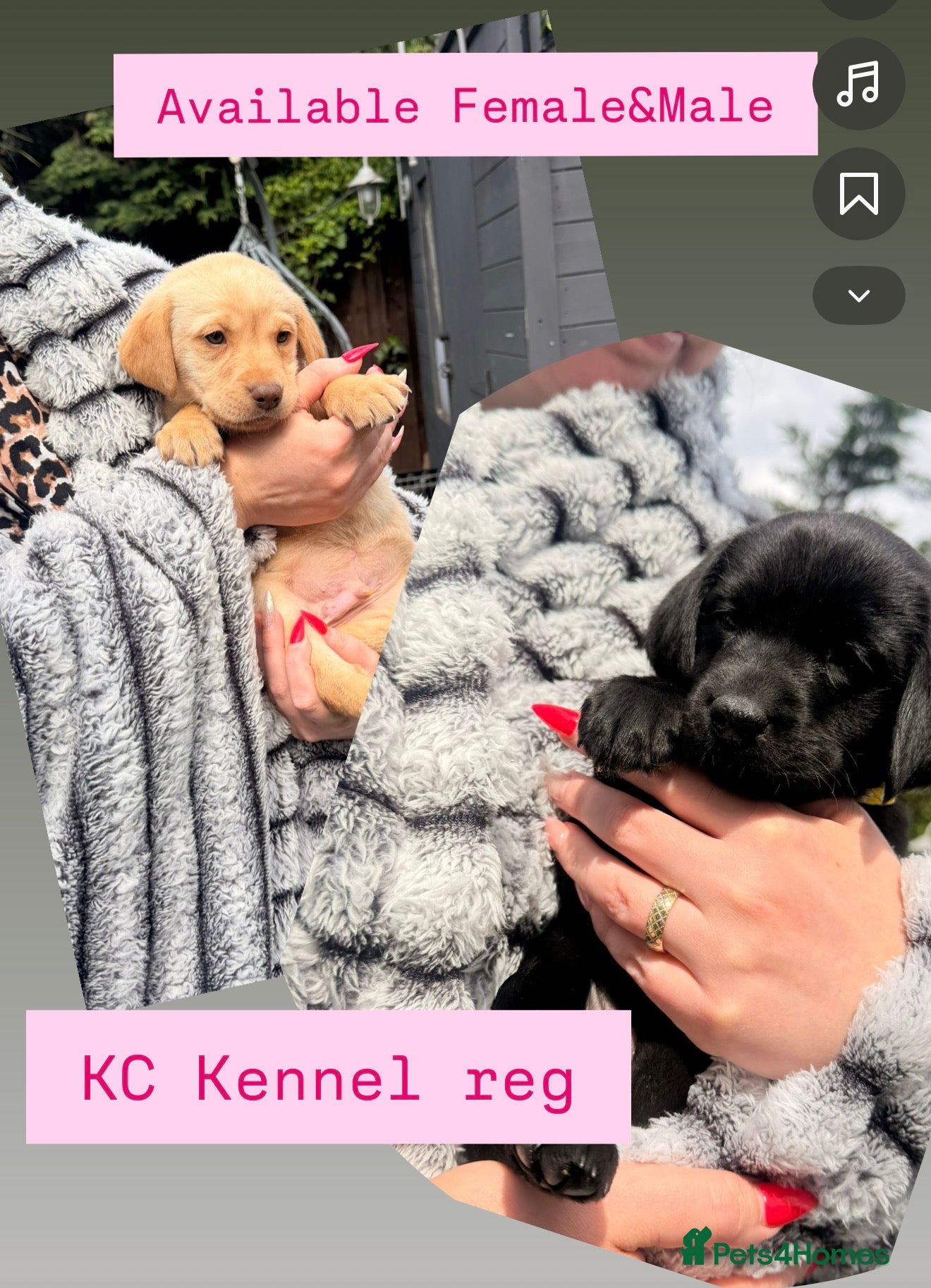 Labrador Retriever dogs ‼️1 WEEK TO GO ‼️KC Black&Yellow - Advert 4