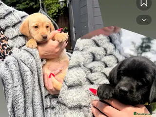 Labrador Retriever dogs ‼️1 WEEK TO GO ‼️KC Black&Yellow - Advert 4