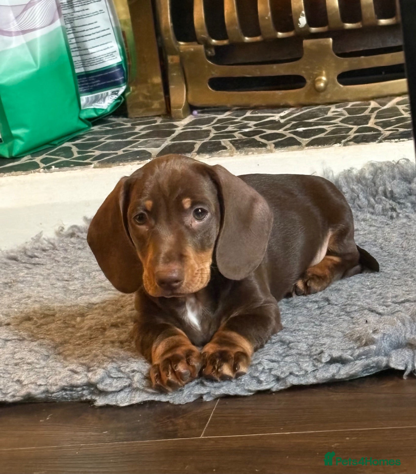 Miniature Dachshund dogs for sale: Ready to leave! Stunning Miniature Dachshund pups  - Advert 1