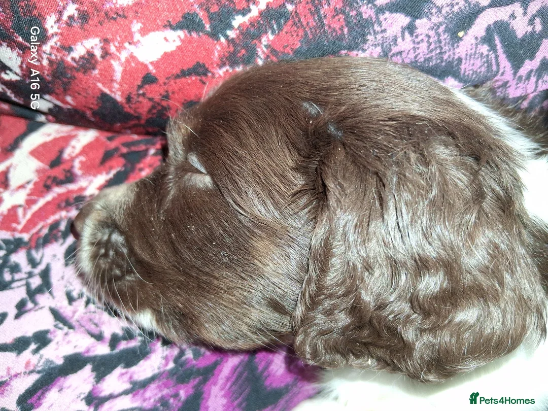 Cockapoo dogs for sale: Spaniel with a dash of poodle - Advert 2