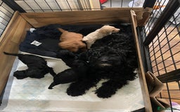 Cockapoo dogs for sale: Beautiful litter of cockapoo puppies  - Image 10