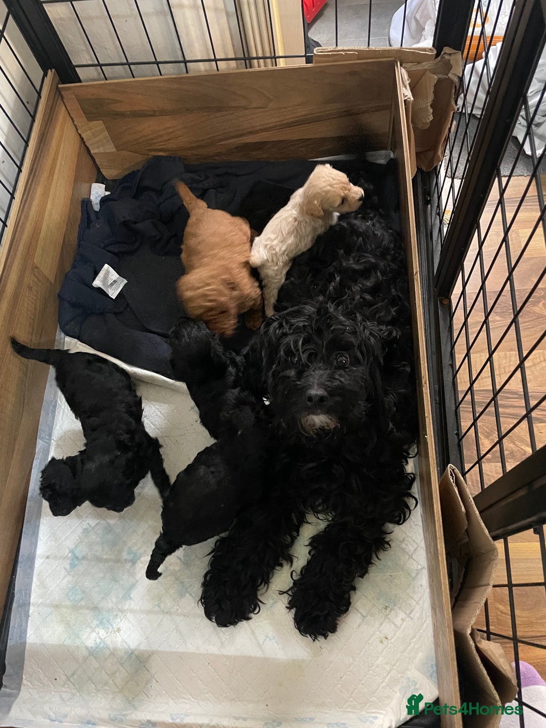 Cockapoo dogs for sale: Beautiful litter of cockapoo puppies  - Image 10