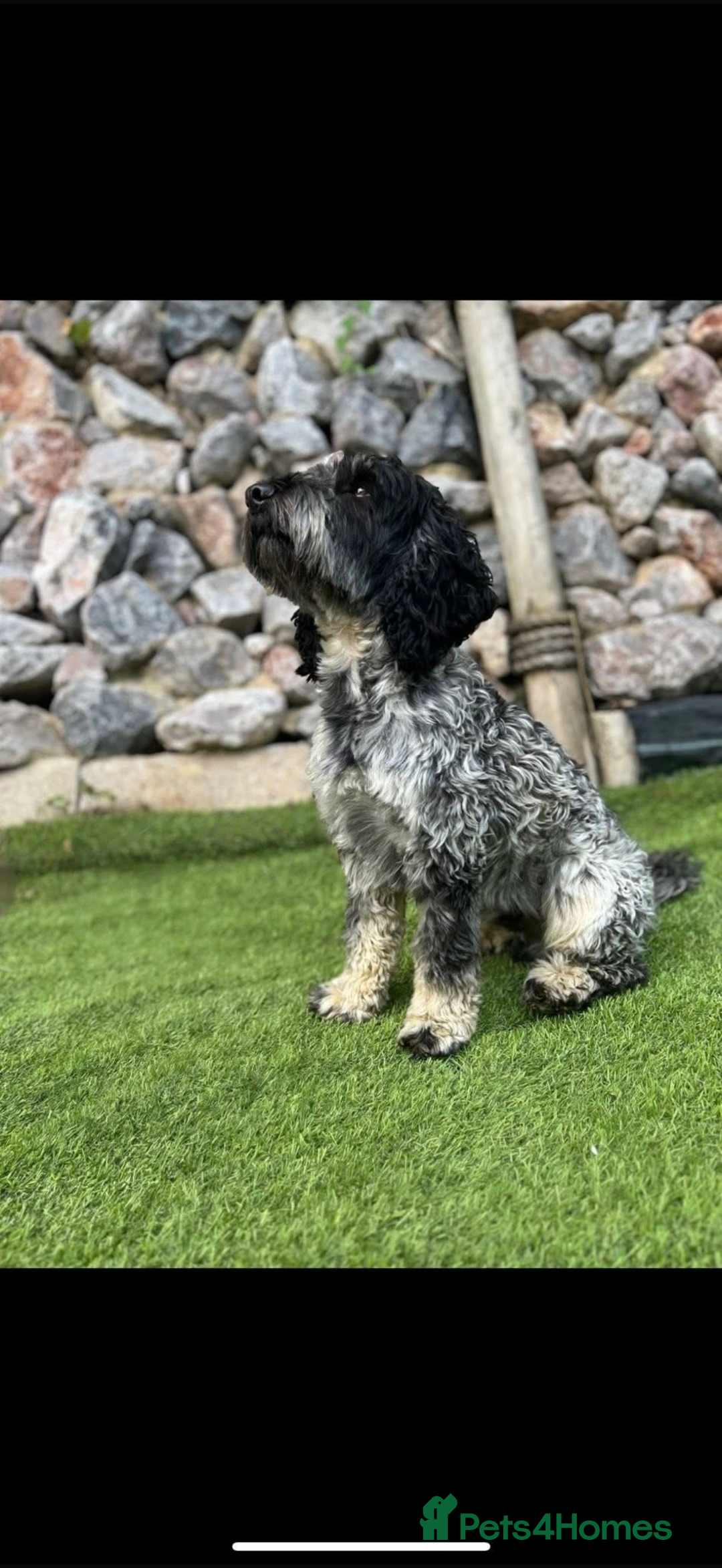 Cockapoo dogs for sale: Beautiful litter of cockapoos - Advert 12