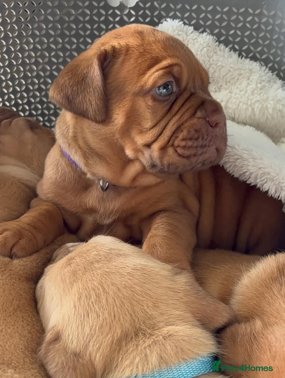 Dogue De Bordeaux dogs for sale: Majestic Dogue de Bordeaux Puppies for Rehom🐾👑 - Advert 9