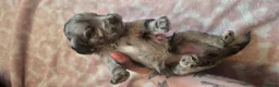 Cockapoo dogs for sale: Cockapoo Puppies  - Advert 15