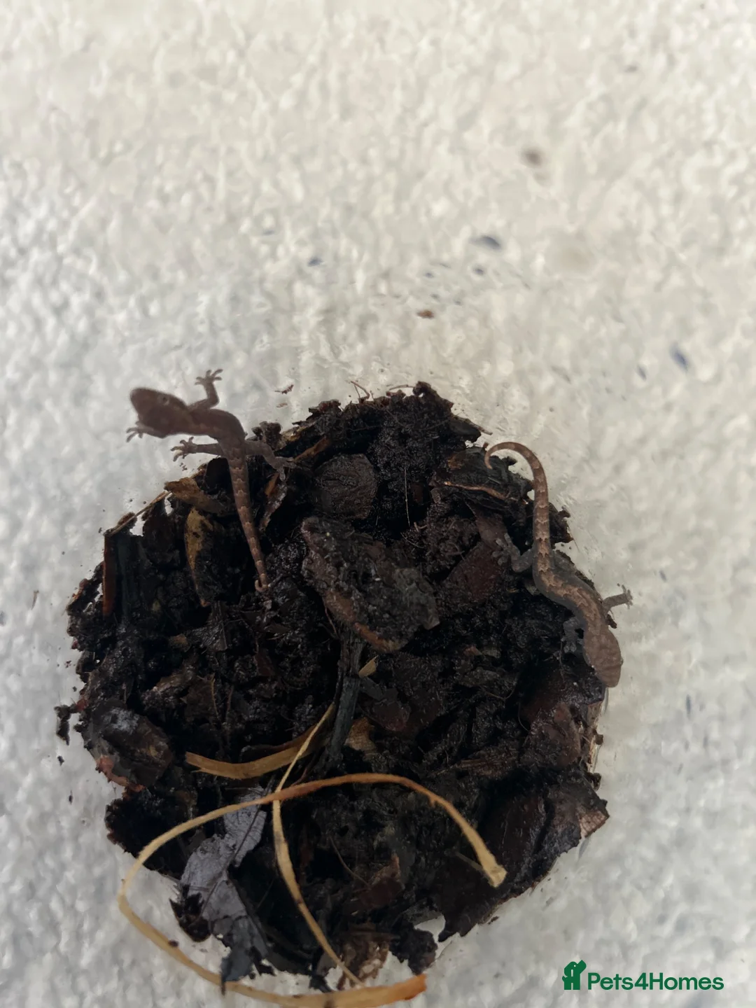Gecko reptiles for sale: Baby Mourning Geckos - Advert 2