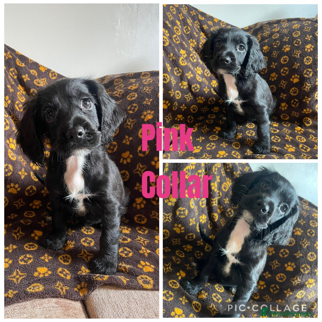 Cocker Spaniel dogs for sale: COCKER SPANIEL GIRLS READY FOR NEW HOMES  - Image 8