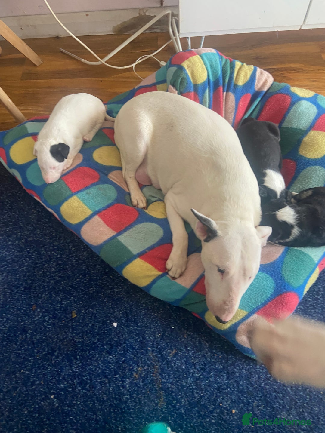 Mixed Breed dogs for sale: Beautiful pups 6 Males - Image 9
