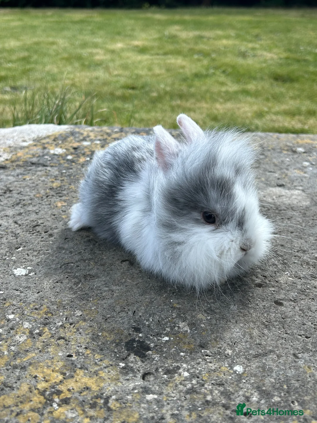 Lionhead rabbits for sale: 5 lion head babies  in Poole - Advert 1