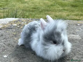 Lionhead rabbits 5 lion head babies - Advert 1