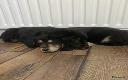 Mixed Breed dogs for sale: Adorable little puppys - Image 3