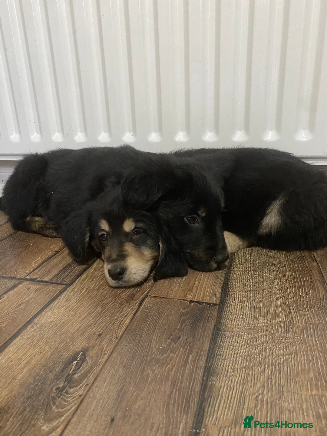 Mixed Breed dogs for sale: Adorable little puppys - Image 3
