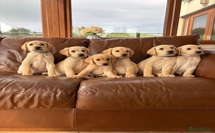 Labrador Retriever dogs - Advert 2