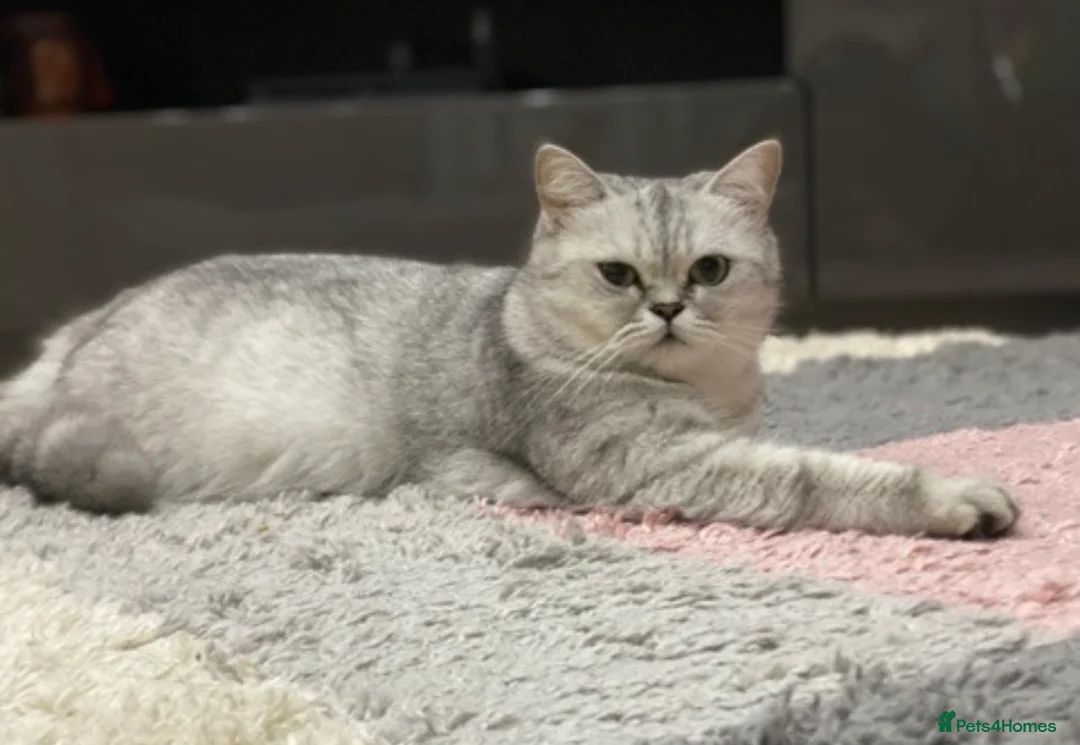 Scottish Fold cats for sale: Time to say Goodbye  - Advert 2