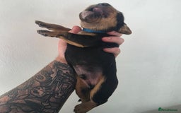 Bocker dogs for sale: 7x Bocker pups (born 22/06/2025) - Image 19