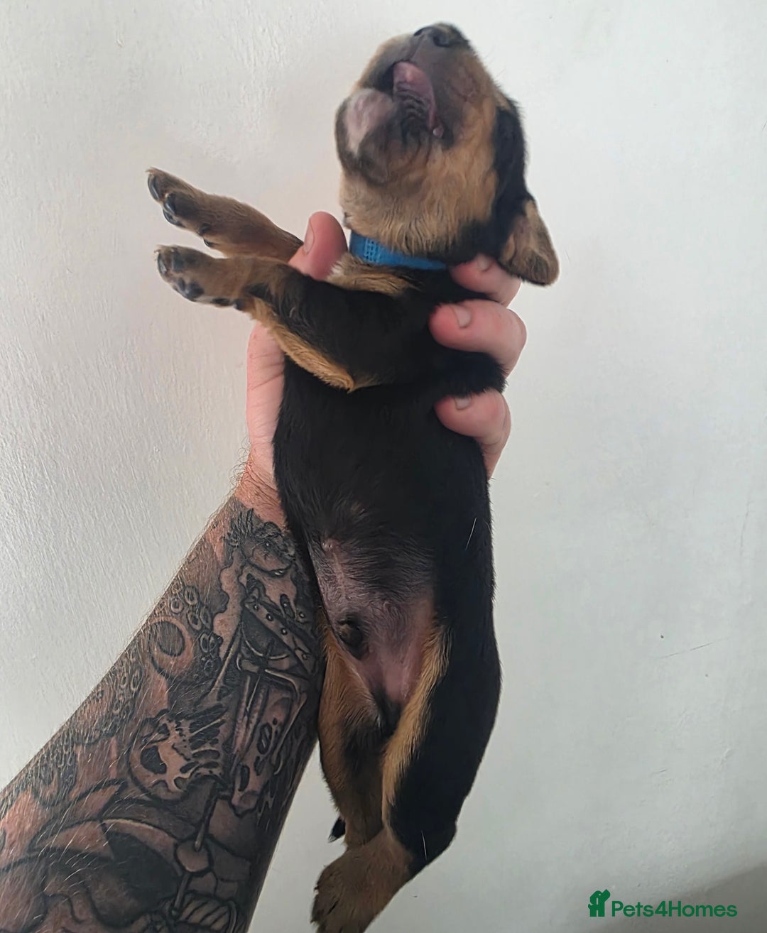 Bocker dogs for sale: 7x Bocker pups (born 22/06/2025) - Image 19