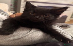 Mixed Breed cats for sale: 2 Black Male Kittens - Image 3