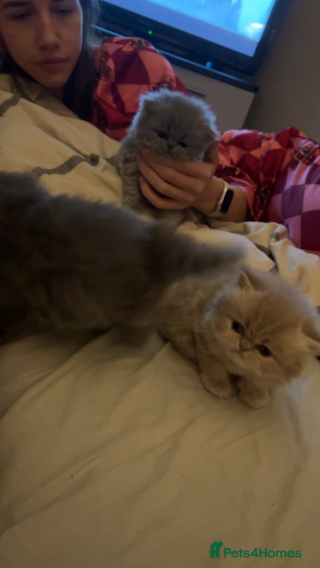 Persian cats for sale: 3 Persian kittens  - Advert 3