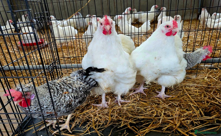 Chickens poultry - Advert 1