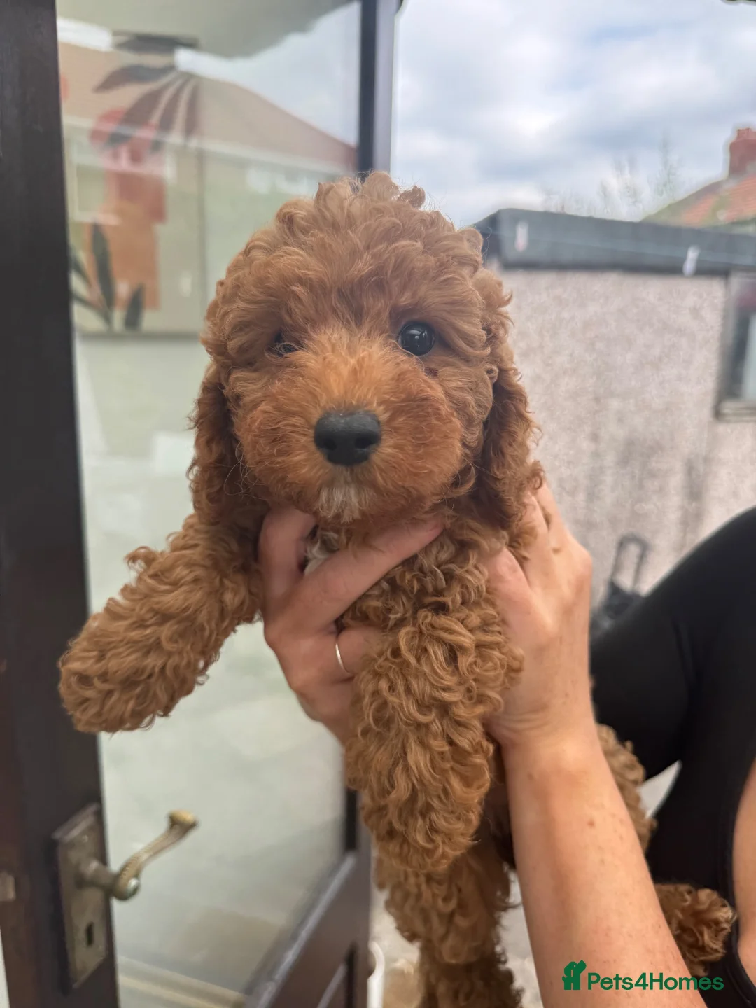 Cockapoo dogs for sale: F2 Cockapoo  - Advert 1