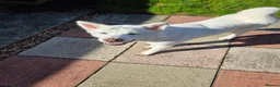 Akita dogs for sale:  Pedigree Japanese Akita - Advert 1