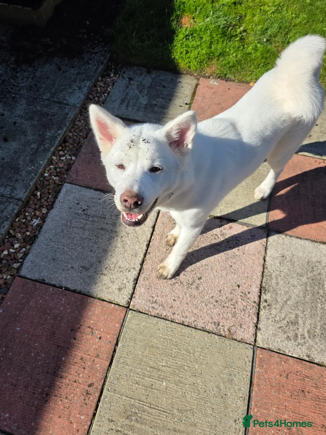 Akita dogs for sale:  Pedigree Japanese Akita - Advert 1