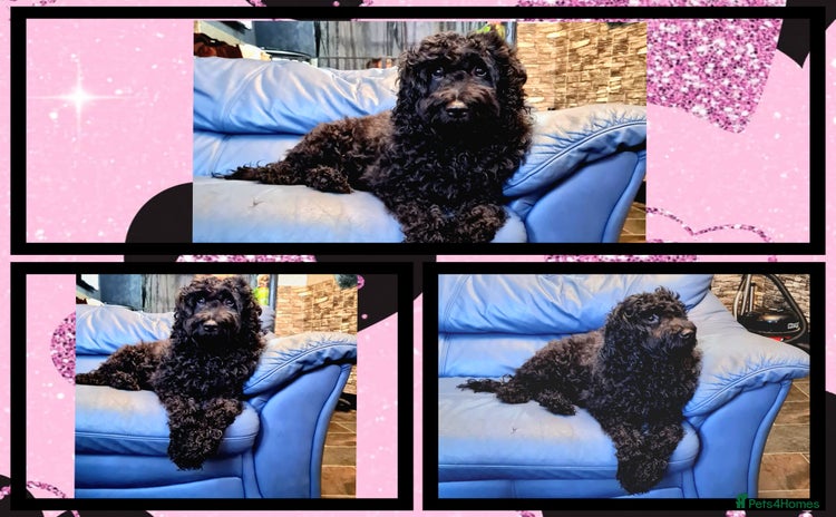 Cockapoo dogs READY TO LEAVE 4TH OF DECEMBER - Advert 4