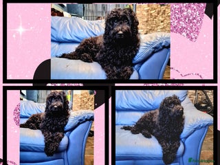 Cockapoo dogs READY TO LEAVE 4TH OF DECEMBER - Advert 2