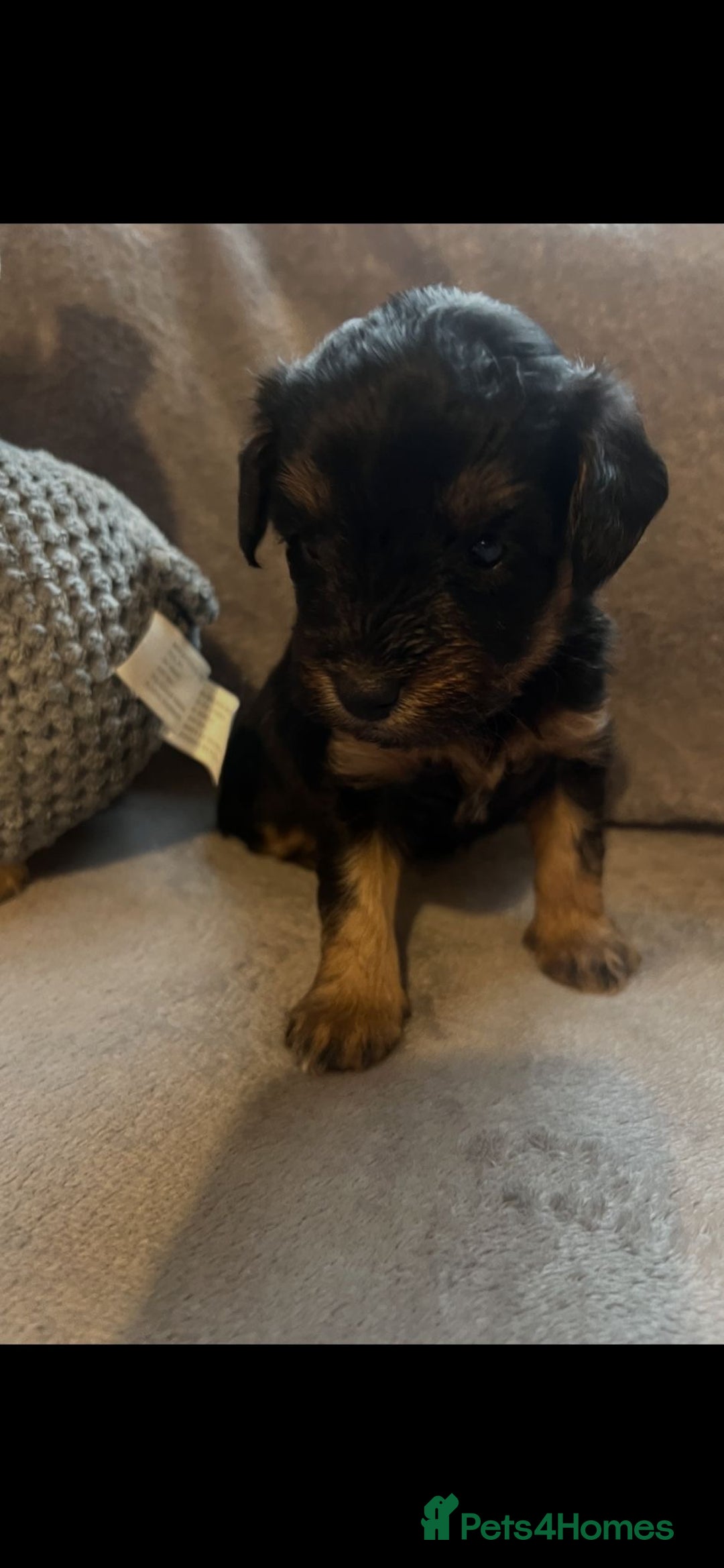 Schnoodle dogs for sale: American Toy Schnoodle Puppies *READY TO GO* - Advert 31