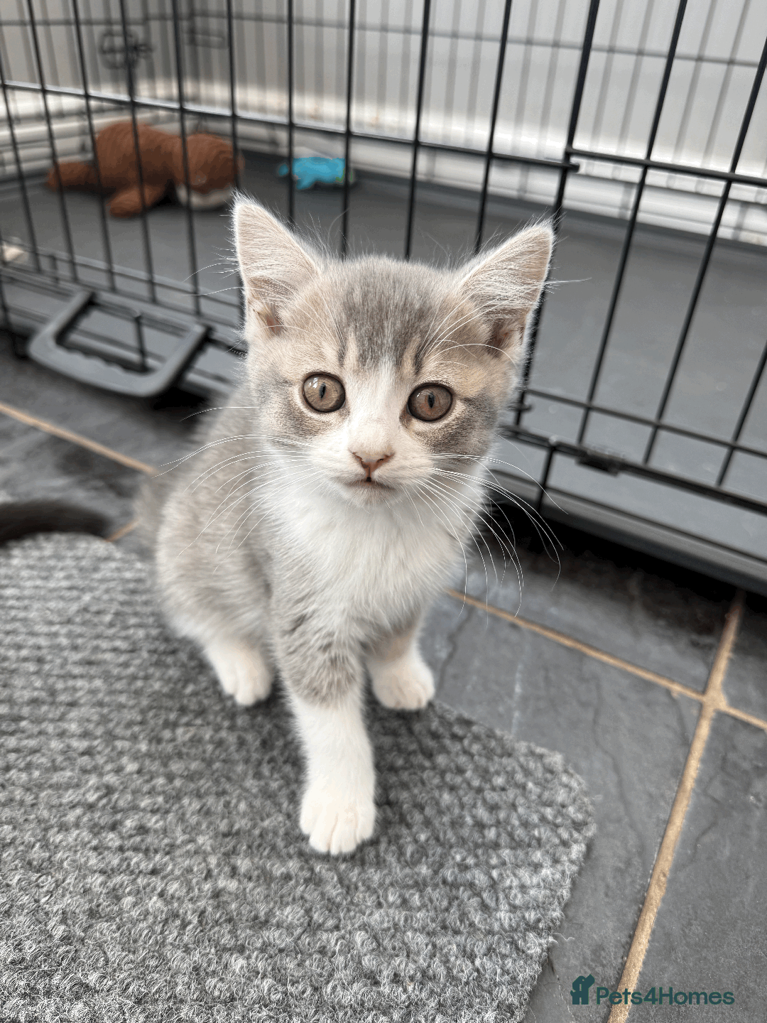 British Shorthair cats for sale: 4 british short Haired kittens for sale  - Image 2