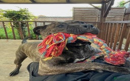 Presa Canario dogs for sale: 5 year old female presa canario  - Image 10