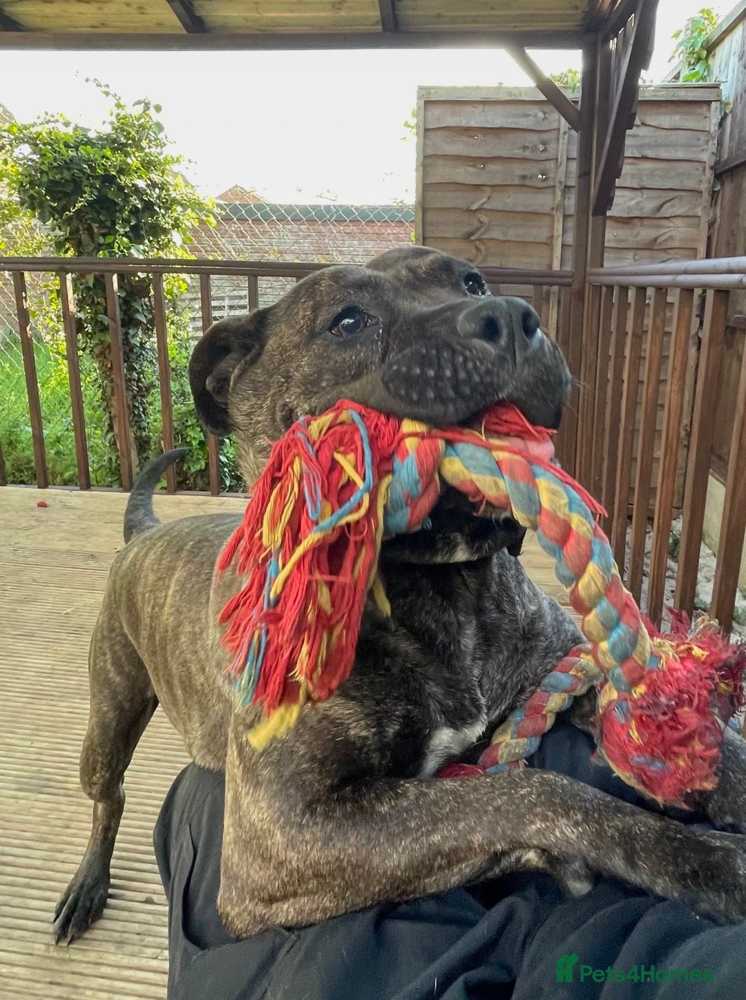 Presa Canario dogs for sale: 5 year old female presa canario  - Image 10