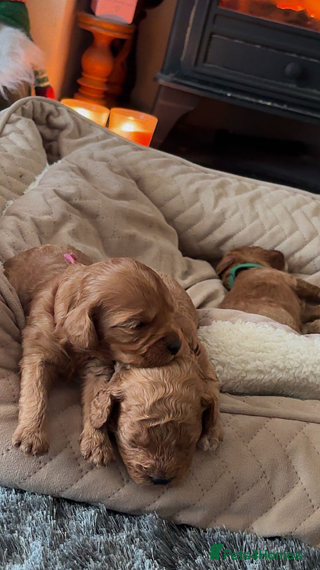 Cavapoo dogs for sale: F1B Red Toy Cavapoos- Health Tested  ************  - Advert 9