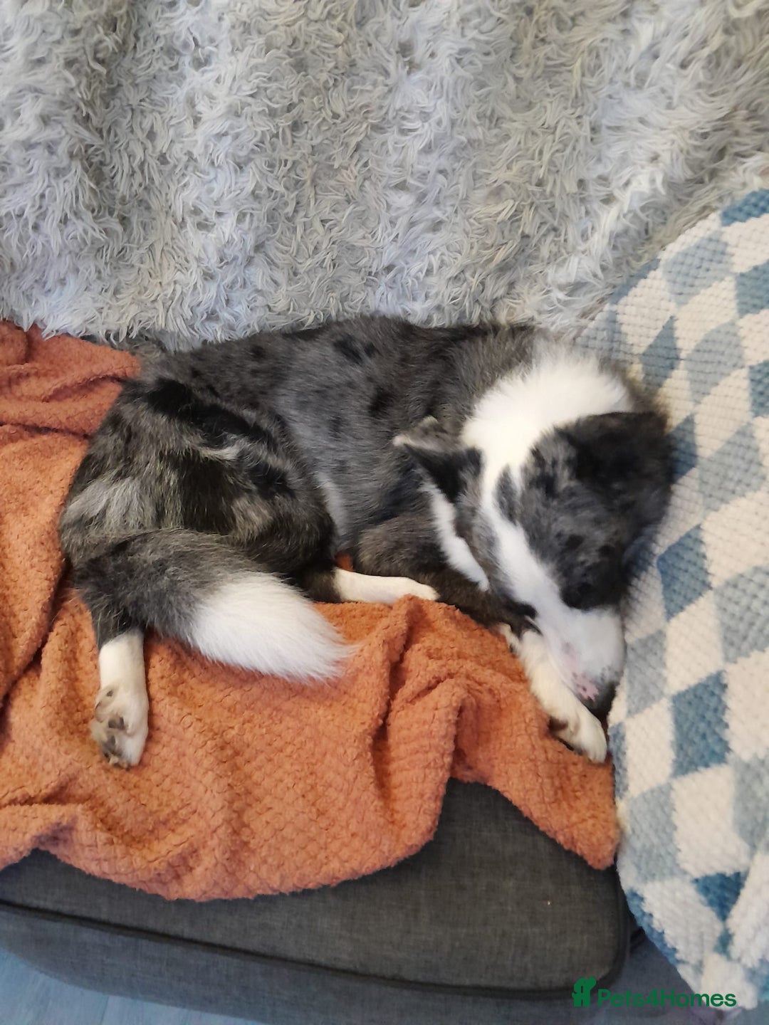 Border Collie dogs for sale: Border collie blue murle for sale - Image 13